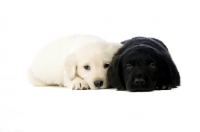 Picture of Golden and black Labrador Puppies lying isolated on a white background