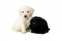 Picture of Golden and black Labrador Puppies isolated on a white background