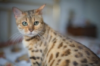 Picture of golden Bengal cat looking aside
