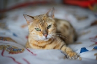 Picture of Golden bengal cat resting on bed