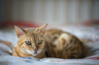 Picture of golden bengal cat resting on the bed