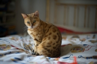 Picture of Golden bengal cat sitting on a bed