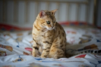 Picture of golden Bengal cat sitting on a bed