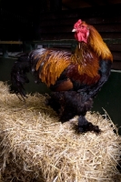 Picture of Golden Brahma cockerel on straw