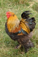 Picture of Golden brahma cockerel