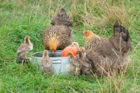 Picture of Golden Brahma hens and chicks