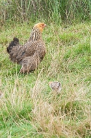 Picture of Golden Brahma with chick