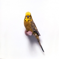 Picture of golden budgerigar on perch