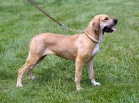 Picture of golden girl v.karo-sesander bdsgrigi, fila brasilieiro standing on grass