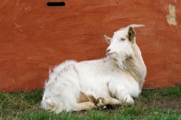 Picture of Golden Guernsey goat lying down