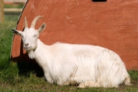 Picture of Golden Guernsey goat on farm