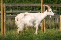 Picture of Golden Guernsey goat side view