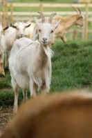 Picture of Golden Guernsey goat 