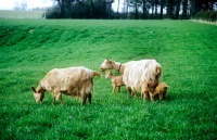 Picture of golden guernsey goats & kids, at norwood farm