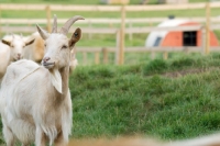 Picture of Golden Guernsey goats in field