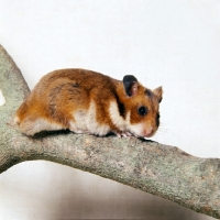 Picture of golden hamster climbing on branch