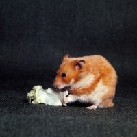 Picture of golden hamster holding lettuce leaf