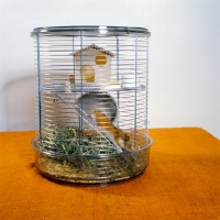 Picture of golden hamster in a circular cage
