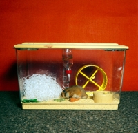 Picture of golden hamster in his hamster aquarium