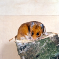 Picture of golden hamster looking at camera