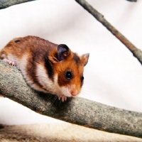 Picture of golden hamster perched on branch