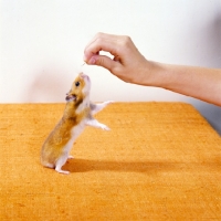 Picture of golden hamster reaching for sunflower seed