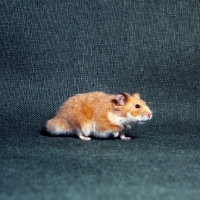 Picture of golden hamster side view
