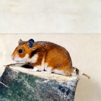 Picture of golden hamster side view