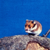 Picture of golden hamster sitting on a branch 