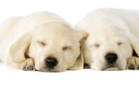 Picture of Golden Labrador Puppies lying asleep isolated on a white background