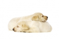 Picture of Golden Labrador Puppies lying asleep isolated on a white background