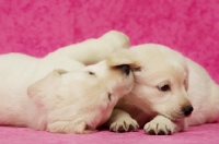 Picture of Golden Labrador Puppies on a pink background