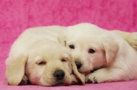 Picture of Golden Labrador Puppies on a pink background