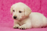 Picture of Golden Labrador Puppies on a pink background