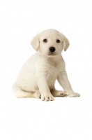 Picture of Golden Labrador Puppy isolated on a white background