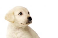 Picture of Golden Labrador Puppy isolated on a white background