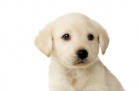 Picture of Golden Labrador Puppy isolated on a white background
