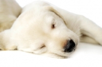 Picture of Golden Labrador Puppy lying asleep isolated on a white background