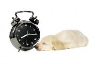 Picture of Golden Labrador Puppy lying asleep next to a large black alarm clock, isolated on a white background