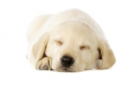 Picture of Golden Labrador Puppy lying asleep isolated on a white background