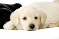 Picture of Golden Labrador Puppy lying isolated on a white background