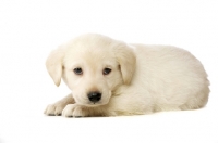 Picture of Golden Labrador Puppy lying isolated on a white background