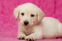 Picture of Golden Labrador Puppy on a pink background