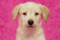 Picture of Golden Labrador Puppy on a pink background