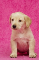 Picture of Golden Labrador Puppy on a pink background
