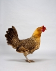 Picture of Golden Laced Wyandotte Chicken standing in studio