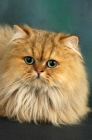 Picture of golden persian cat portrait
