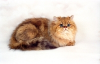 Picture of golden Persian kitten