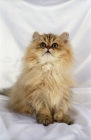 Picture of golden persian kitten