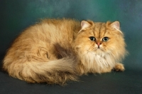 Picture of golden persian, lying down